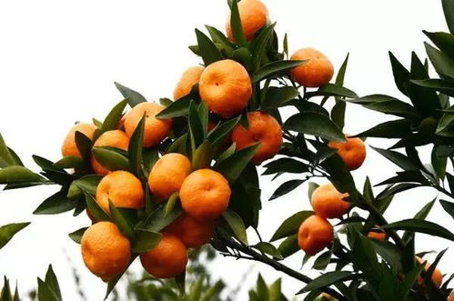 “一毛二”背后的深思 初级农产品困境与农民出路