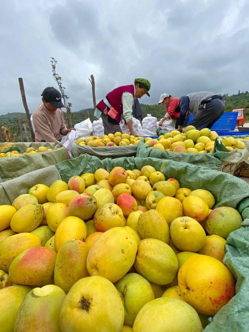 双十一大理特产热销背后 聆听年轻电商的创业心声