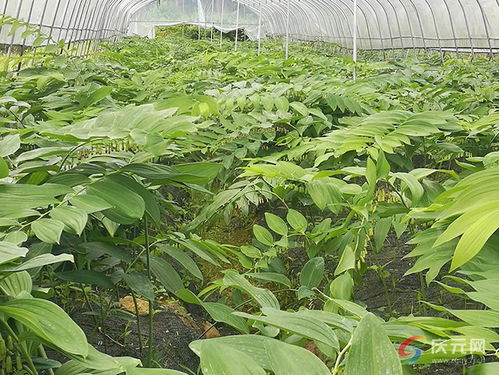 庆元生物科技产业发展规划发布，以初级农产品为基，致力打造百亿产业集群